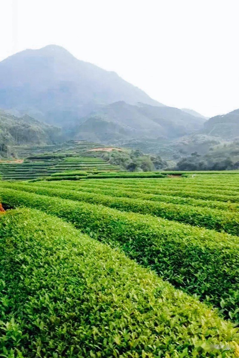 福建茶叶：一片叶子带来的千年传承